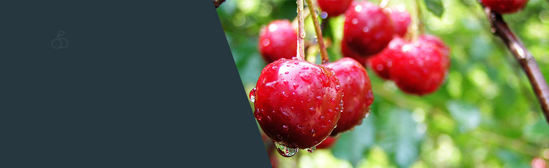 Schwarzwälder Kirschwasser & Likör